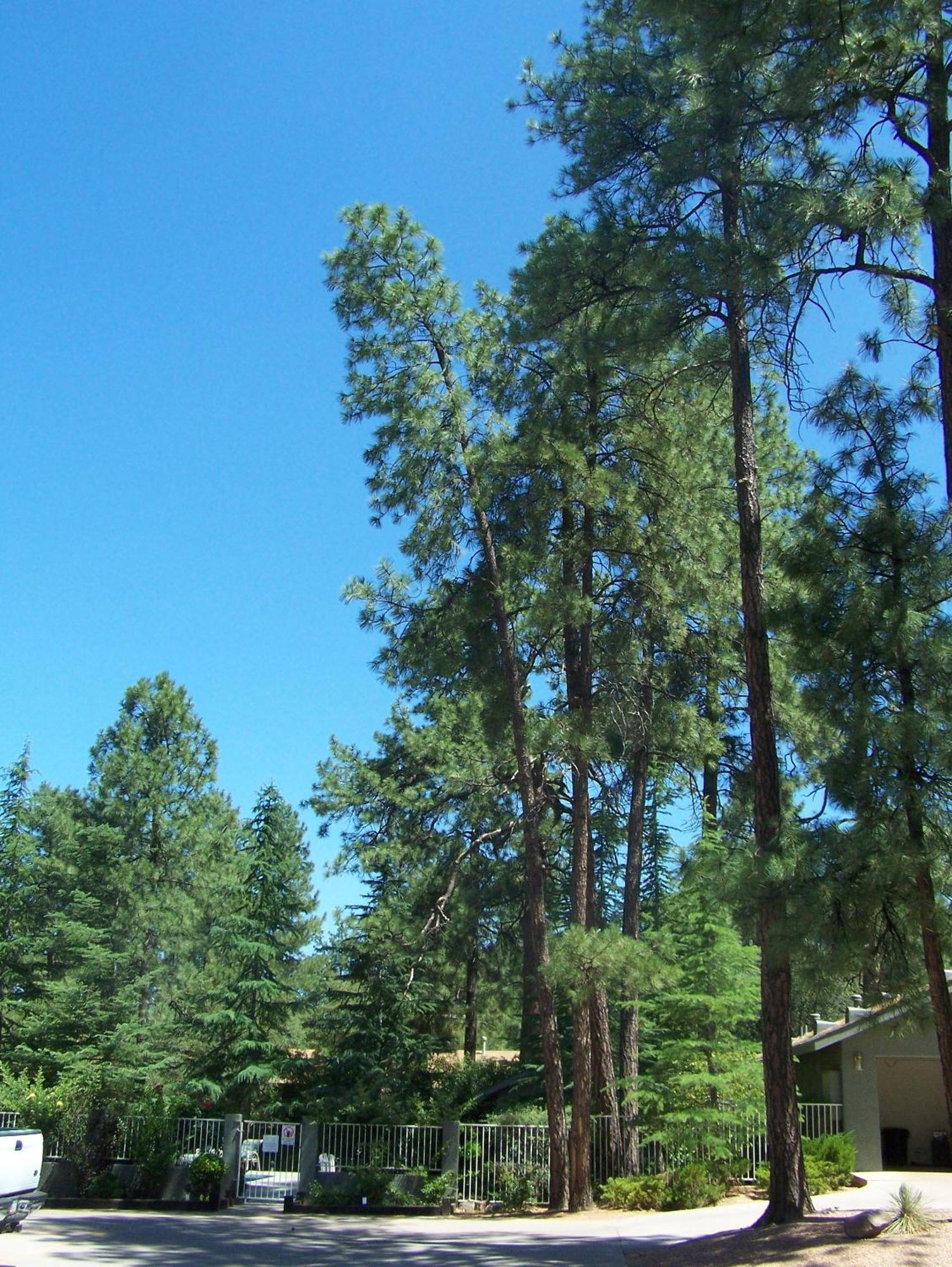 Majestic Mountain Inn Payson Exteriér fotografie